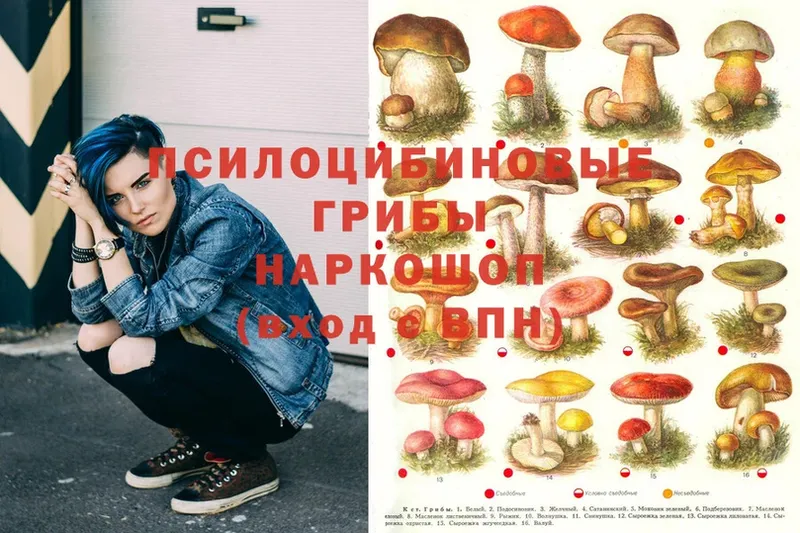 Галлюциногенные грибы Psilocybe  Кизилюрт 